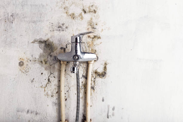 Best Affordable Mold Removal  in Somerset, PA