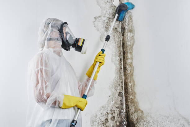 Best Residential Mold Removal  in Somerset, PA