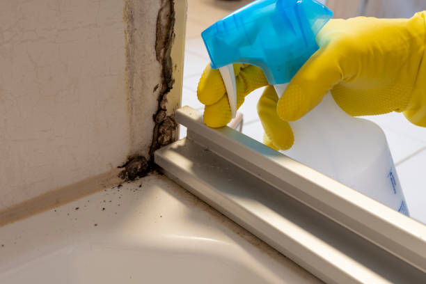 Office Mold Removal Services in Somerset, PA