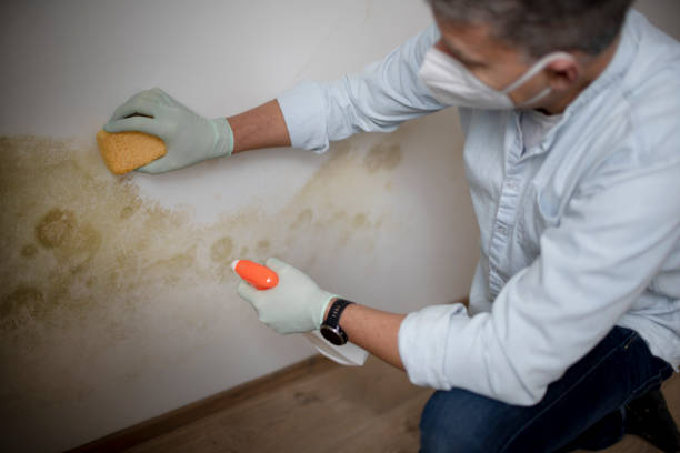 Best Crawl Space Mold Removal  in Somerset, PA