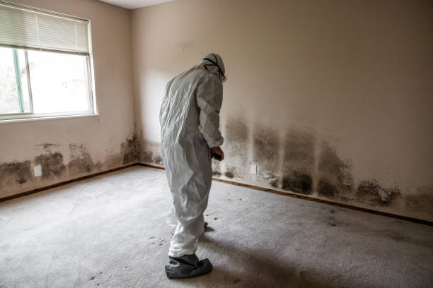 Best Mold Cleaning Services  in Somerset, PA