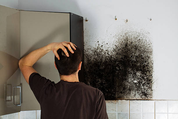 Attic Mold Removal in Somerset, PA