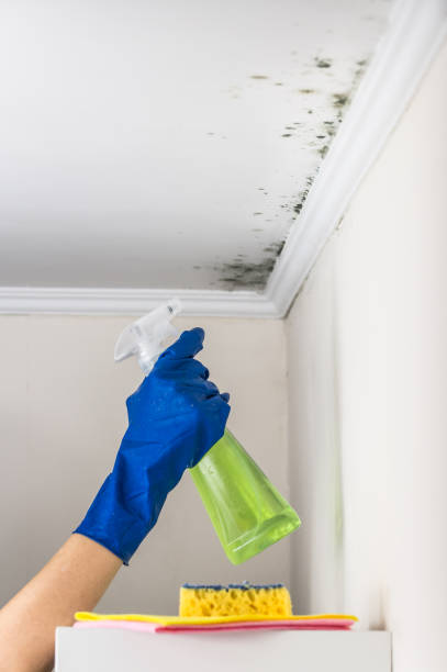 Home Mold Removal in Somerset, PA
